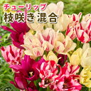 【予約・早割】 チューリップ 球根 【 枝咲き シリーズ 】 混合 5球 花の形で選ぶチューリップ 花の大和 【10月上中旬より順次発送】