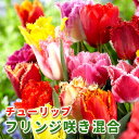 【予約・早割】 チューリップ 球根 【 フリンジ咲き シリーズ 】 混合 5球 花の形で選ぶチューリップ 花の大和 【10月上中旬より順次発送】