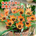 【予約・早割】 原種 ミニ チューリップ 球根 リトルプリンセス 5球 植えっぱなし 毎年花が咲く 秋植え 花の大和 【10月上中旬より順次発送】