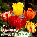 【予約・早割】 チューリップ 球根 【 パーロット咲き シリーズ 】 混合 5球 花の形で選ぶチューリップ パロット咲き 花の大和 【10月上中旬より順次発送】