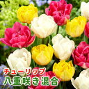 【予約・早割】 チューリップ 球根 【 八重咲き シリーズ 】 混合 5球 花の形で選ぶチューリップ 花の大和 【10月上中旬より順次発送】