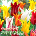 【予約・早割】 チューリップ 球根 【 百合咲き シリーズ 】 混合 5球 花の形で選ぶチューリップ ゆり咲き 花の大和 【10月上中旬より順次発送】