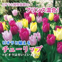 【予約・早割】 ビオラと植える チューリップ 球根 プリンス 混合 10球 大容量 まとめて植える 秋植え 花の大和 【10月上中旬より順次発送】