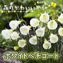【予約・早割】 花のかわいい ミニ 水仙 球根 ホワイトペチコート 3球 スイセン 秋植え 花の大和 【10月上中旬より順次発送】