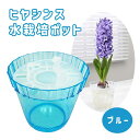 ヒヤシンス 水栽培 ポット 【 ブルー 】 1球用 球根別売り 透明 プラスチック 鉢 園芸 プランター 花の大和