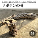 サボテンの骨 棒状 Mサイズ 約10～15c