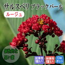 サルスベリ 苗木 ブラックパール 17cmポット 苗 ガーデニング 園芸 花木 庭木 百日紅