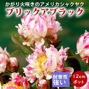 【予約・早割】芍薬 苗 アメリカシャクヤク ブリックアブラック 12cmポット 株分け苗 しゃくやく シャクヤク 宿根草【10月下旬より順次発送】