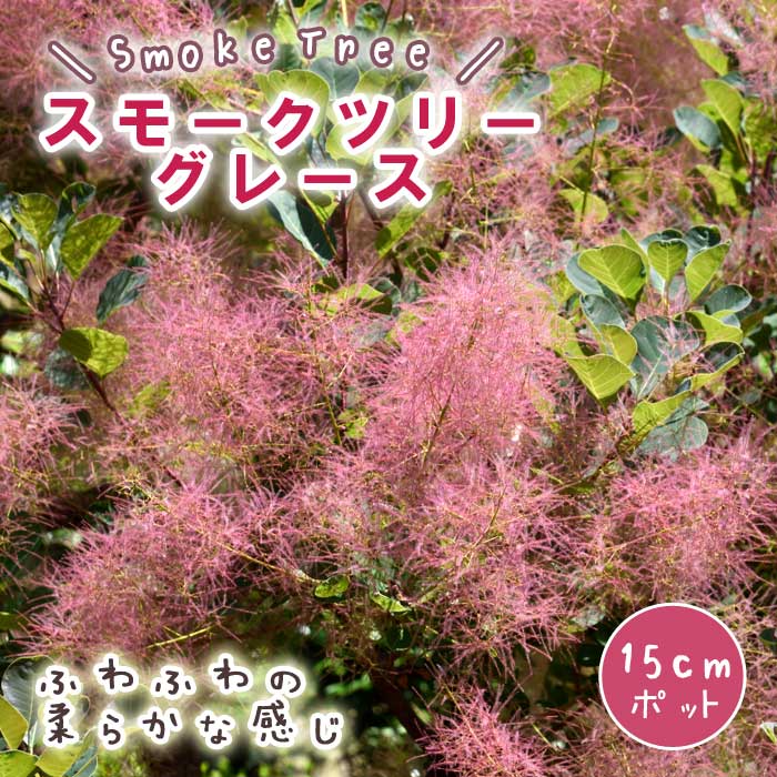 スモークツリー スモーク ツリー 苗木 グレース 15cmポット 花木 苗 ガーデニング 庭木 ふわもこ ファー ふわふわ 可愛い 白熊の木