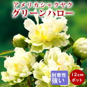 【予約・早割】芍薬 苗 グリーンハロー 12cmポット 株分け苗 しゃくやく シャクヤク 宿根草【10月下旬より順次発送】