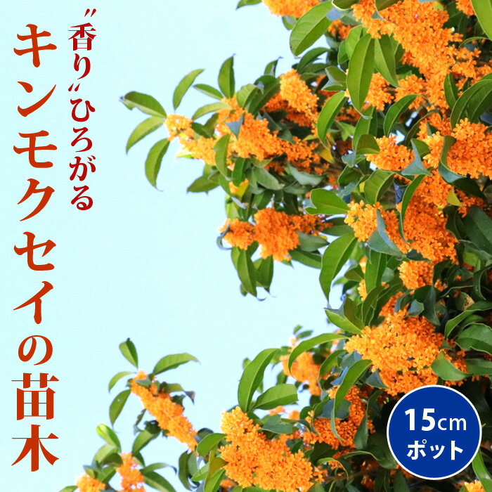 キンモクセイ 苗木 15cmポット 一季咲き 2年生 挿し木 金木犀 常緑 ガーデニング 園芸 庭木 花木 香りを楽しむ 送料無料