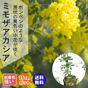 アカシア 苗木 ミモザ アカシア ミモザ鉢植え 苗木15cmポット ガーデニング 園芸 花木 送料無料 苗