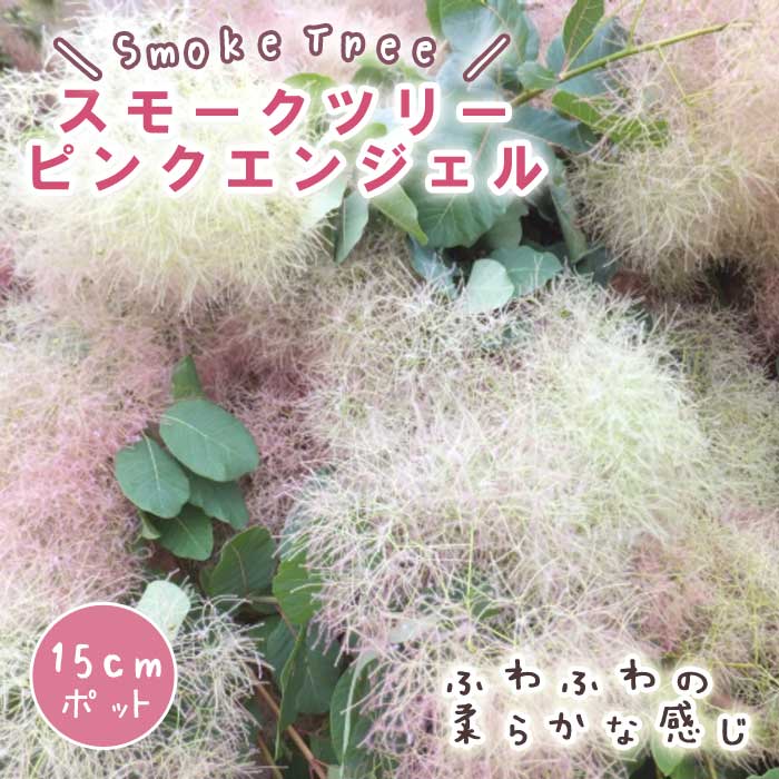 スモークツリー スモーク ツリー 苗木 ピンクエンジェル 15cmポット 花木 苗 ガーデニング 庭木 ふわふわ 園芸 煙の木 ふわもこ ファー 可愛い 白熊の木