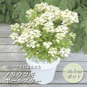 花木苗 ノリウツギ ポールスター 10.5cmポット ガーデニング お庭作り 苗 花 PVP