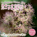 スモークツリー スモーク ツリー 苗木 パープルクイン 15cmポット 花木 苗 ガーデニング 庭木 ふわふわ 園芸 煙の木 ふわもこ ファー 可愛い 白熊の木