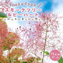 スモークツリー スモーク ツリー 苗木 ルビーハート 15cmポット 花木 苗 ガーデニング 庭木 ふわふわ 園芸 煙の木 ふわもこ ファー 可愛い 白熊の木