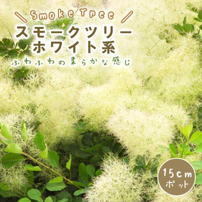 スモークツリー スモーク ツリー 苗木 ホワイト系 15cmポット 花木 苗 ガーデニング 庭木 ふわふわ 園芸 煙の木 ふわもこ ファー 可愛い 白熊の木