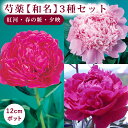 【予約・早割】芍薬 和名 3品種セット【紅河・春の粧・夕映】12cmポット しゃくやく シャクヤク ガーデニング 宿根草 送料無料【10月下旬より順次発送】