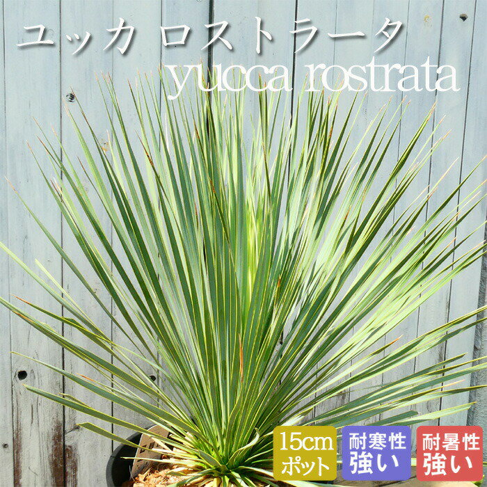 ユッカ ロストラータ 15cmポット 植木 庭木 苗木 多年草 リュウゼツラン 観葉植物 耐寒性 耐暑性 ドライガーデン シンボルツリー