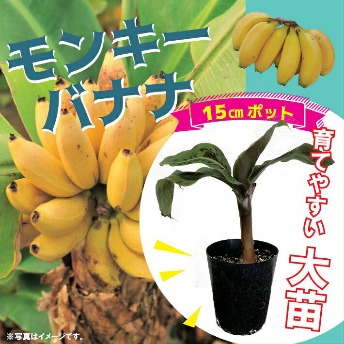 モンキーバナナ 苗 15cmポット大苗 草丈低くても結実 観葉植物としても バナナ メリクロン ベランダ栽培 トロピカル 送料無料