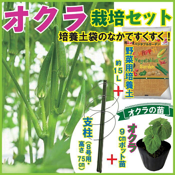 【予約・早割】オクラ 栽培 セット 苗と土と支柱の3点 セット 自根 野菜 苗 五角オクラ9cmポット苗 ガーデン培養土15L 8号用支柱 家庭菜園 ベランダ 栽培 キット 送料無料 5月下旬より順次発送