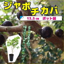 ジャボチカバ 苗 13.5cm ポット 実生 インテリア 観葉植物 熱帯果樹 トロピカル 送料無料