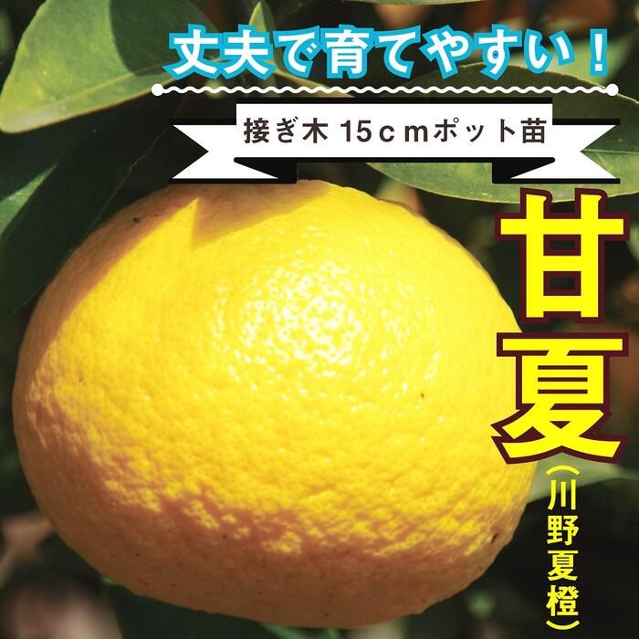楽天市場】甘 夏 の 木の通販 楽天市場】甘 夏 の 木の通販