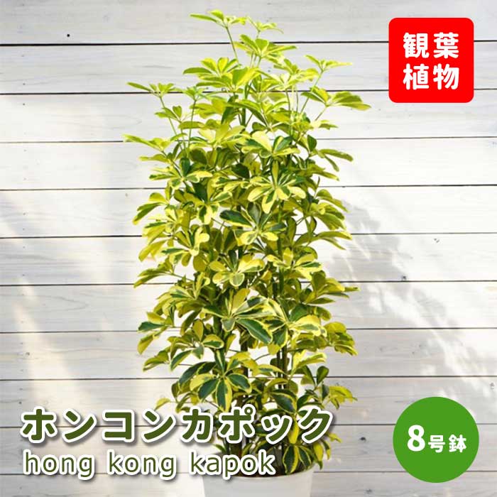 ホンコンカポック8号鉢観葉植物イン...
