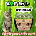 猫草 栽培セット お手軽 簡単 栽培 猫が好き 育てやすい ネコ ねこ neko 観葉植物 cat grass 農薬不使用 花の大和