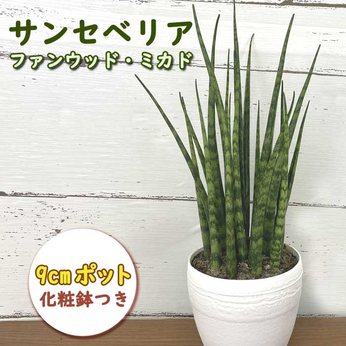 サンセベリア 【ファンウッド・ミカド】 観葉植物 人気 9cmポット 化粧鉢付き サンスベリア 空気清浄 乾燥に強い 育てやすい 玄関 リビング デスク