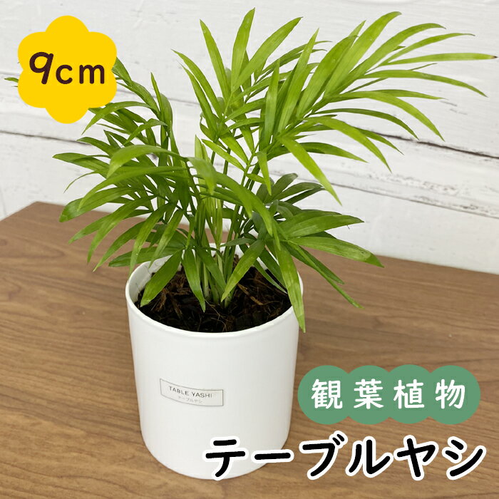 楽天花の大和　楽天市場店テーブルヤシ 観葉植物 9cmポット 化粧鉢付き 受け皿不要 ココヤシチップ 人気 インテリア 玄関 リビング 自然 癒し リラックス 育てやすい