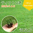 ティフトン 芝生 苗 1トレー 25ポット入り (1ポット 5cm×5cm) ドッグラン 雑草対策 ゴルフ場 競技場 庭 ガーデニング 暖地型西洋芝 芝 天然芝 約25平米分