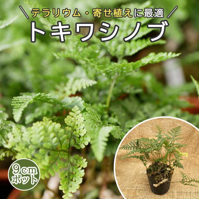 トキワシノブ 苗 9cmポット 観葉植物 フサフサ 寄せ植え テラリウム 着生生物 山野草