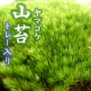 ヤマゴケ 山苔 55×35cmトレー入り 苔 コケ こけ 苔テラリウム 盆栽 テラリウム アクアリウム 人気 苔玉 園芸 庭園 インテリア その1