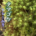 ※写真はイメージです。植物は色や形状など個体差がございます。 【※※商品の特性上、発送までに10日〜2週間程度かかる場合がございます。※※】 【※他の商品とは同梱できません※】 日本全国で見られる苔で、ふわふわとした柔らかい苔です。 冬〜春先にかけて丸い胞子体をつけます。 寒さには強いですが、暑さには弱いです。 日陰〜半日陰の場所と湿度を好みます。 基本情報 科名：タマゴケ科 属名：タマゴケ属 学名：Bartramia pomiformis 和名：タマゴケ 草丈：約4〜5cm 耐暑性：★☆☆ 耐寒性：★★★ 【水やりの注意点】 乾燥していると葉が丸まったようになったり、葉先から茶色になってきます。そのような場合は霧吹き等で水やりをして下さい。 夏場等、気温の高い時に水やりをすると蒸れて変色する場合もございますので、涼しい時間帯に水やりをして下さい。 【商品見本イメージ】※写真はイメージです。植物は色や形状など個体差がございます。 【※※商品の特性上、発送までに10日〜2週間程度かかる場合がございます。※※】 【※他の商品とは同梱できません※】 日本全国で見られる苔で、ふわふわとした柔らかい苔です。 冬〜春先にかけて丸い胞子体をつけます。 寒さには強いですが、暑さには弱いです。 日陰〜半日陰の場所と湿度を好みます。 基本情報 科名：タマゴケ科 属名：タマゴケ属 学名：Bartramia pomiformis 和名：タマゴケ 草丈：約4〜5cm 耐暑性：★☆☆ 耐寒性：★★★ 【水やりの注意点】 乾燥していると葉が丸まったようになったり、葉先から茶色になってきます。そのような場合は霧吹き等で水やりをして下さい。 夏場等、気温の高い時に水やりをすると蒸れて変色する場合もございますので、涼しい時間帯に水やりをして下さい。 【商品見本イメージ】
