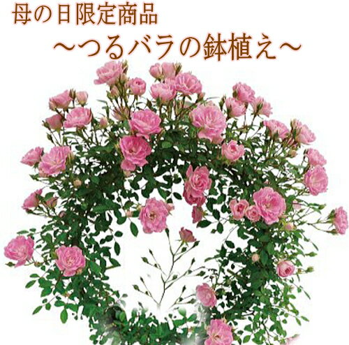 つるバラの鉢植え5号鉢　リングorハートフラワーギフト プレゼント ミニバラ 母の日 記念日 贈答 花鉢 鉢花 鉢植えのサムネイル