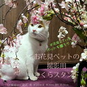 【 1点もの 】お花見ペットの写真を撮ろう! 桜 スタンド 造花 アレンジメント ピンク ペット撮影 背景 セット フラワーアレンジ きれい 送料無料 玄関イン...