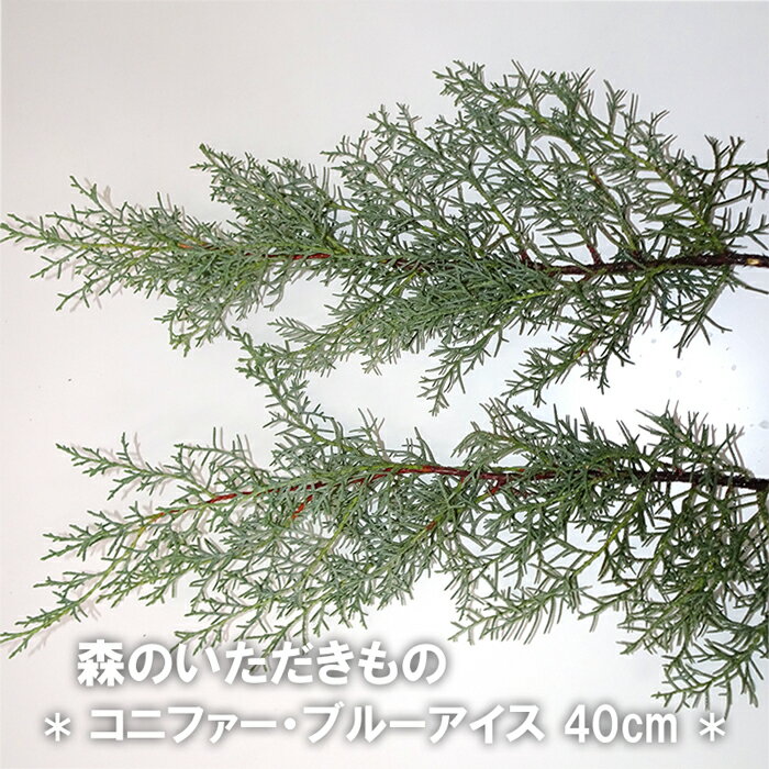 森のいただきもの コニファー・ブルーアイス 40cm 枝物 生花 季節の枝物 リース 素材 スワッグ クリスマス 手作り ハンドメイド