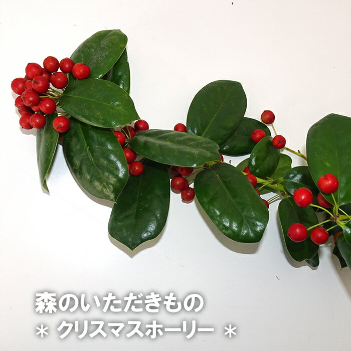 森のいただきもの クリスマスホーリー 枝物 生花 季節の枝物 リース 素材 スワッグ クリスマス 手作り ハンドメイド