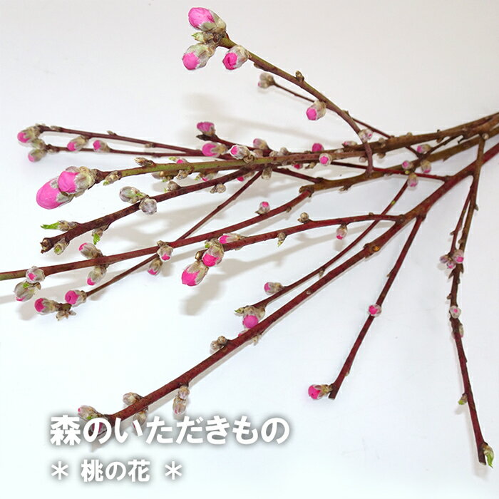 森のいただきもの 桃の花 生花 季節の枝物 素材 手作り ハンドメイド 桃の節句 ひなまつり 雛祭り