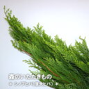 森のいただきもの シノブヒバ 信夫ヒバ 枝物 生花 季節の枝物 リース 素材 スワッグ クリスマス 手作り ハンドメイド