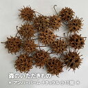 森のいただきもの アンバーバーム小 2cm ナチュラル 国産 季節の枝物 リース 素材 スワッグ クリスマス 手作り ハンドメイド