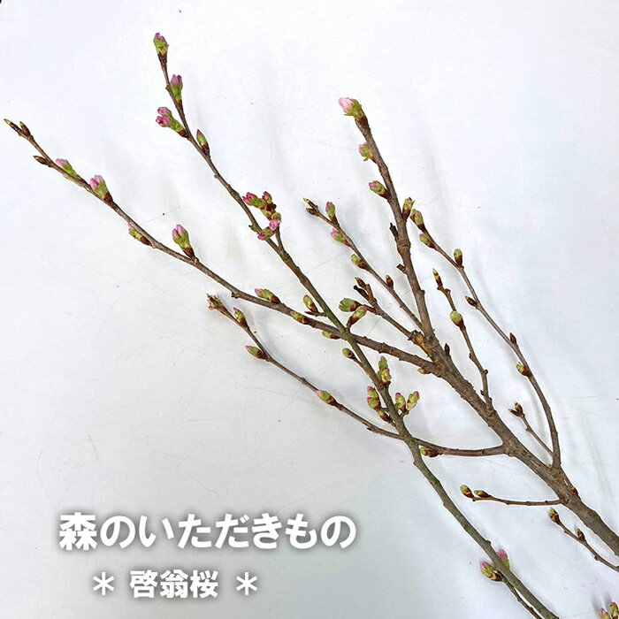 森のいただきもの 桜 啓翁桜 生花 季節の枝物 素材 手作り ハンドメイド