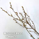 森のいただきもの 桜 啓翁桜 生花 季節の枝物 素材 手作り ハンドメイド