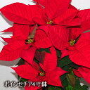 ポインセチア 赤 4寸鉢 花 生花 季節の花 季節の花鉢 おしゃれ 贈り物 花ギフト フラワー ギフト 誕生日 クリスマス プレゼント お歳暮 御歳暮