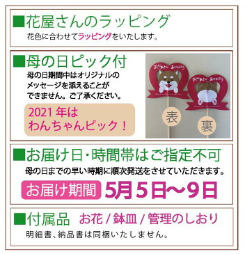 カーネーション＜5号鉢＞ 【2021母の日】『つぼみたくさんの良品　5/7 最終発送！』【芝犬母の日カード付】同梱不可【カーネーション 鉢植え】【カーネーション 母の日】【カーネーション 5号鉢 母の日ギフト】【沖縄・離島はお届けできません】