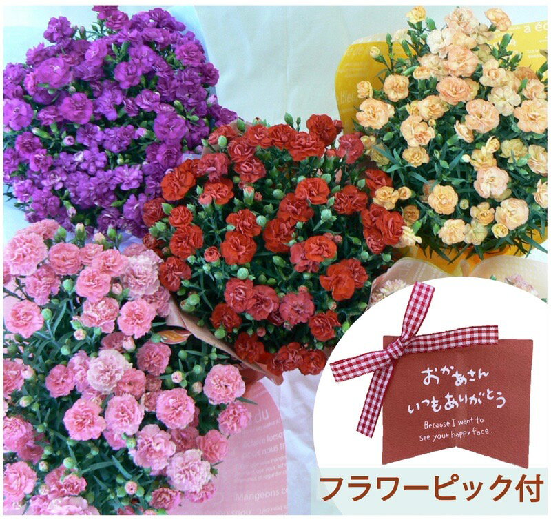 カーネーション7号鉢 『つぼみたくさんの良品 2023年 母の日』あす楽【カーネーション 鉢 母の日】同梱不可【カーネーション 鉢植え】【カーネーション 鉢 母の日 7号】【カーネーション 母の日】【沖縄・離島はお届けできません】