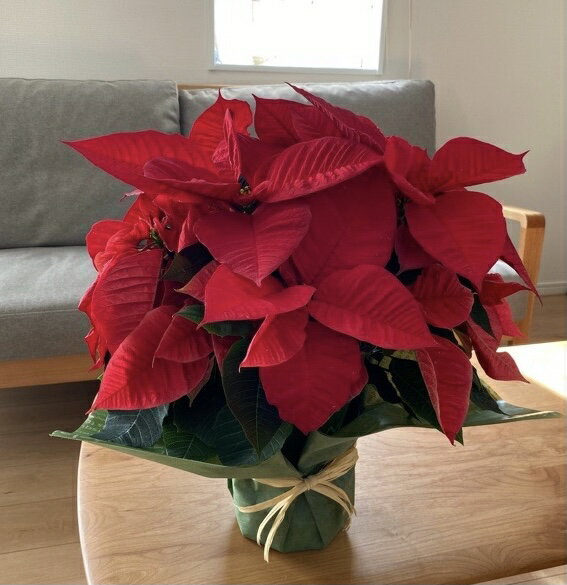 ポインセチア・5号鉢・満足のプレミアム品質＜高さ45センチ・ラッピング付＞【送料無料】【北海道・寒冷地・四国・九州・沖縄・離島はお届けできません】【ポインセチア 鉢】【ポインセチア 鉢植え】