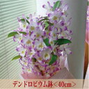 デンドロビューム＜ギフト向き＞＜ピンク系・40cm〜＞【あす楽対応】【ラン花鉢　鉢植え】【離島・沖縄はお届けできません】