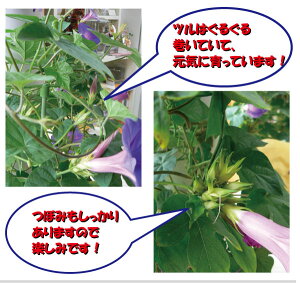 【期間限定●送料無料】【お中元向き】琉球あさがお・クリスタルブルー【白プラ鉢】